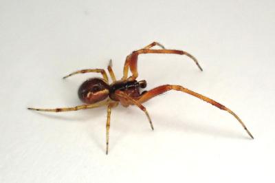 <i>Anelosimus vittatus</i>