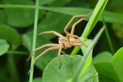 <i>Pisaura mirabilis</i>