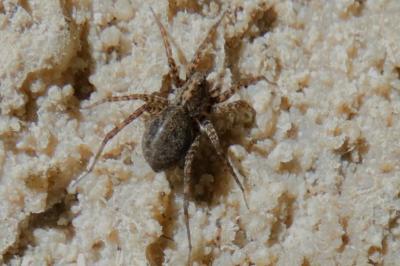 <i>Pardosa</i>