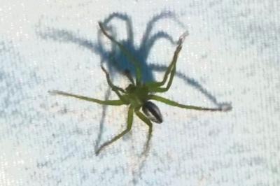 <i>Micrommata virescens</i>