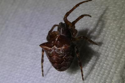 <i>Gibbaranea bituberculata</i>
