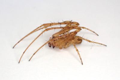 <i>Metellina mengei</i>