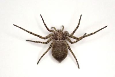 <i>Philodromus buxi</i>