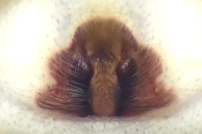 <i>Philodromus buxi</i>