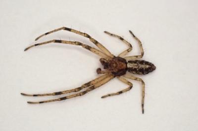<i>Tmarus piger</i>