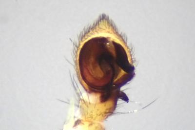 <i>Tmarus piger</i>