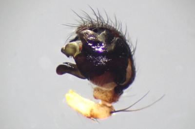 <i>Larinioides cornutus</i>