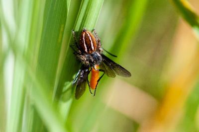 <i>Philaeus chrysops</i>