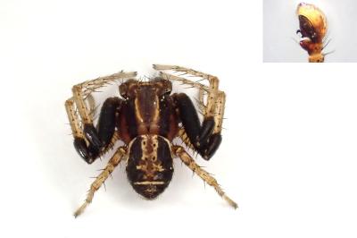 <i>Xysticus ulmi</i>
