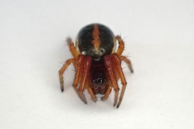 <i>Hypsosinga pygmaea</i>