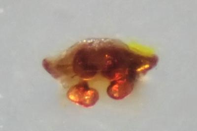 <i>Hypsosinga pygmaea</i>