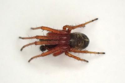 <i>Singa nitidula</i>