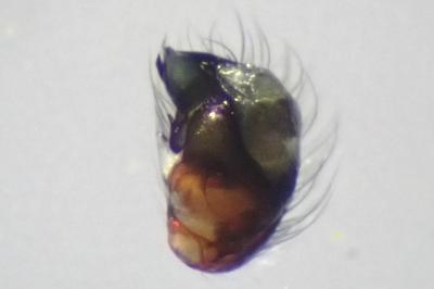 <i>Singa nitidula</i>