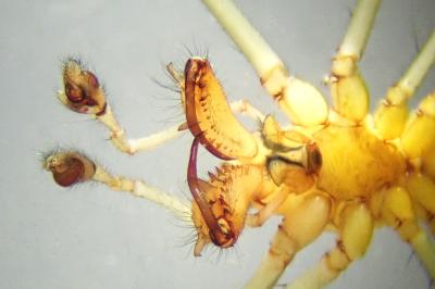 <i>Tetragnatha montana</i>