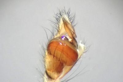 <i>Tetragnatha montana</i>