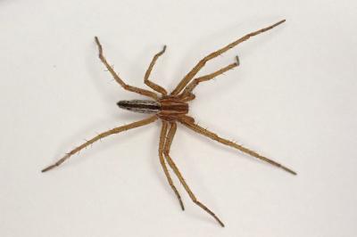 <i>Tibellus oblongus</i>