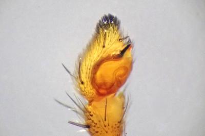 <i>Tibellus oblongus</i>
