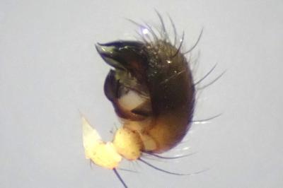 <i>Singa hamata</i>