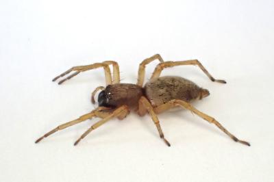 <i>Clubiona lutescens</i>