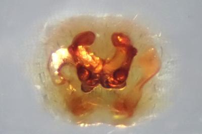 <i>Clubiona lutescens</i>