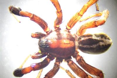<i>Alopecosa cuneata</i>