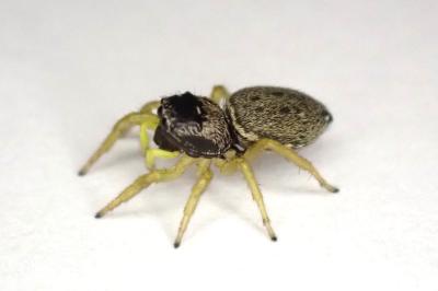 <i>Heliophanus flavipes</i>