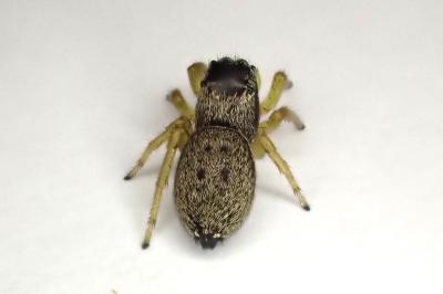 <i>Heliophanus flavipes</i>