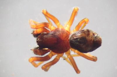<i>Dictyna uncinata</i>