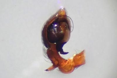 <i>Dictyna uncinata</i>