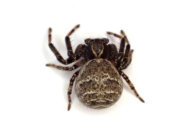 <i>Xysticus kempeleni</i>