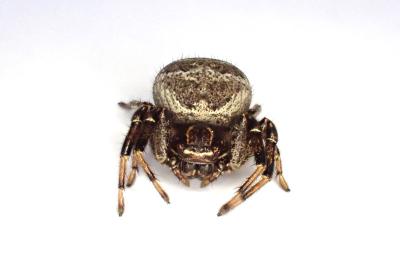 <i>Xysticus kempeleni</i>
