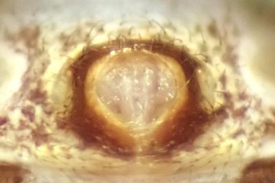 <i>Xysticus kempeleni</i>