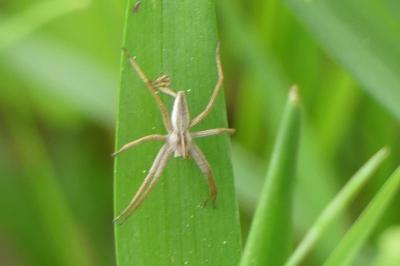 <i>Pisaura mirabilis</i>