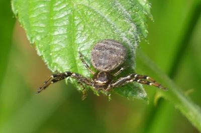 <i>Xysticus</i>