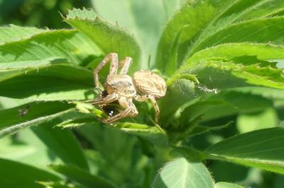 <i>Xysticus</i>