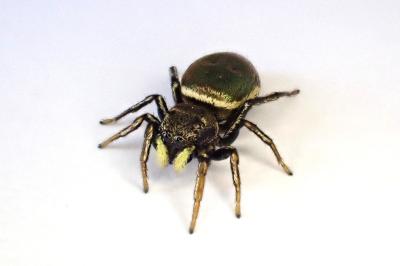 <i>Heliophanus auratus</i>