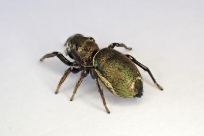 <i>Heliophanus auratus</i>