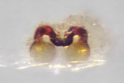 <i>Heliophanus auratus</i>