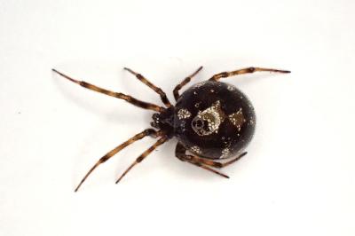 <i>Steatoda triangulosa</i>