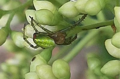 <i>Araniella</i>