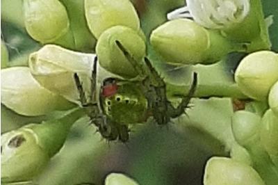 <i>Araniella</i>
