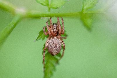 <i>Anyphaena</i>