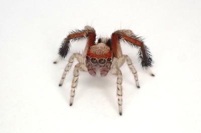 <i>Saitis barbipes</i>