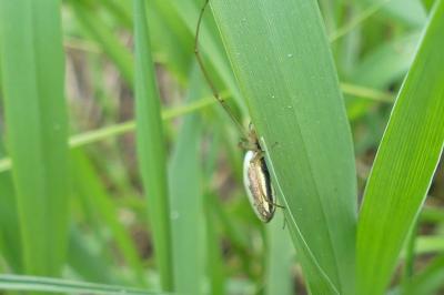 <i>Tetragnatha</i>
