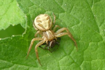 <i>Xysticus</i>