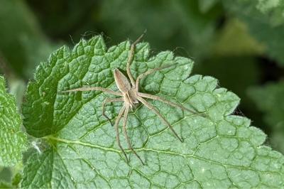 <i>Pisaura mirabilis</i>