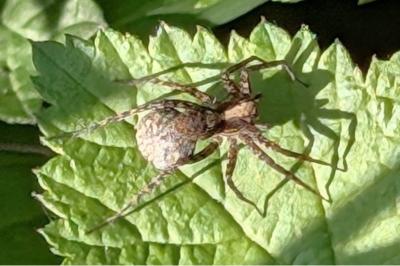 <i>Pardosa</i>
