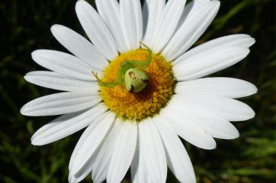 <i>Ebrechtella tricuspidata</i>