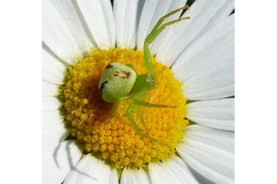 <i>Ebrechtella tricuspidata</i>
