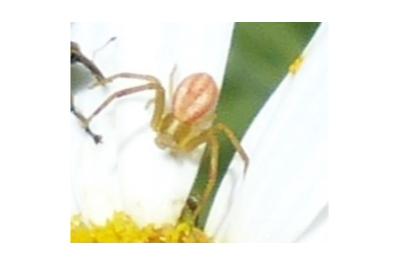 <i>Runcinia grammica</i>